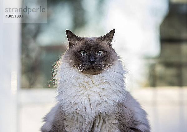 Nahaufnahme-Porträt einer im Freien sitzenden Katze