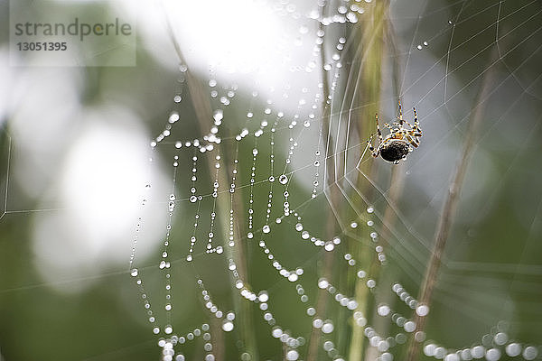 Nahaufnahme einer Spinne auf nassem Gewebe