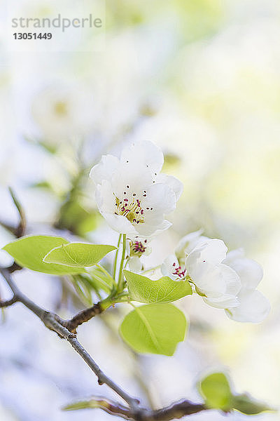 Nahaufnahme von Birnenblüten