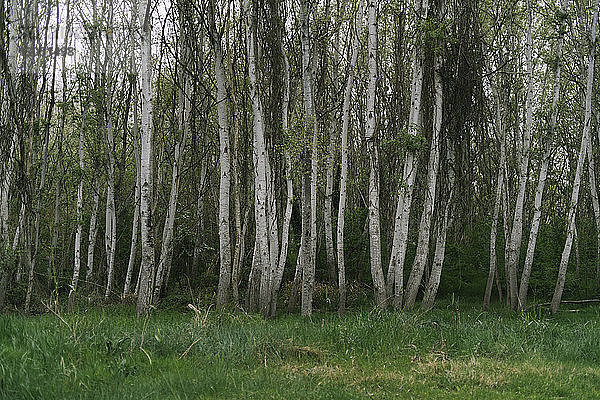 Bäume wachsen auf einem Grasfeld im Wald