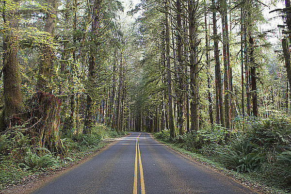 Landstraße inmitten von Bäumen im Olympic National Park