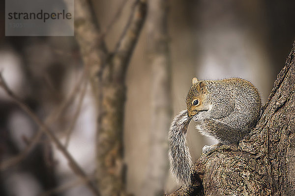 Nahaufnahme eines Eichhörnchens  das auf einem Baumstamm sitzend in den Schwanz beißt