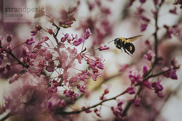 Honigbiene fliegt an Blumen im Park vorbei
