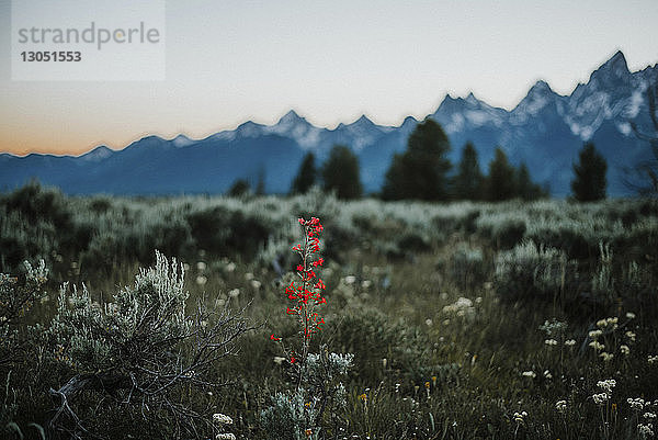 Blumen wachsen auf dem Feld gegen die Berge im Grand Teton-Nationalpark