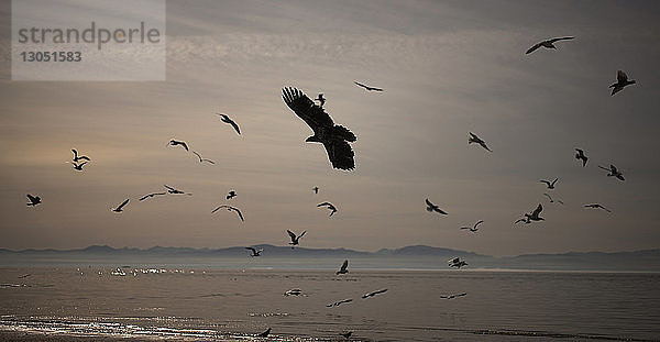Vögel fliegen am Himmel über den See