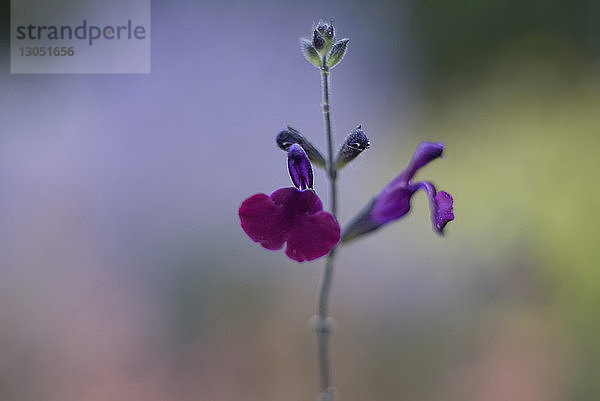 Nahaufnahme von blühenden Blumen am Pflanzenstiel im Freien