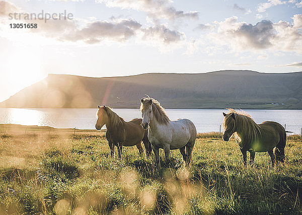 Pferde stehen am Seeufer gegen Berge