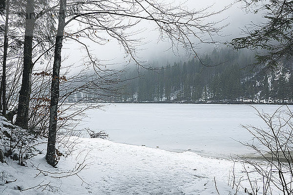 Landschaftliche Ansicht eines zugefrorenen Sees im Wald bei nebligem Wetter