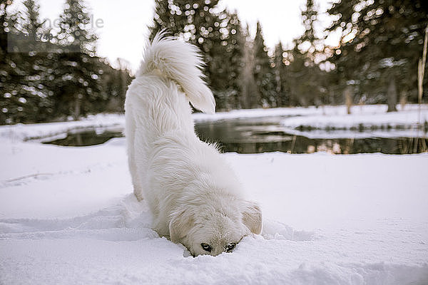 Hund spielt auf schneebedecktem Feld