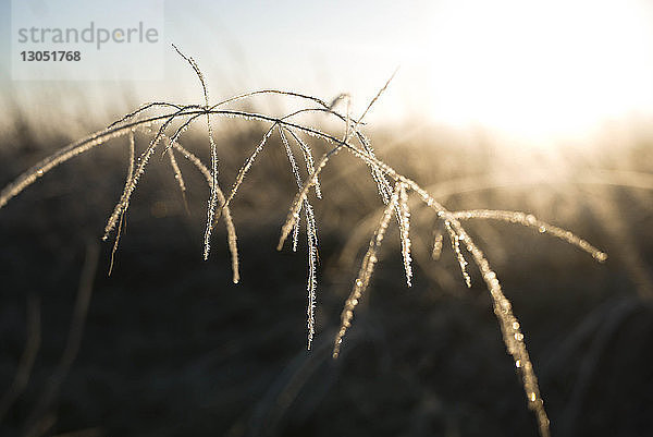 Nahaufnahme einer gefrorenen Pflanze auf dem Feld