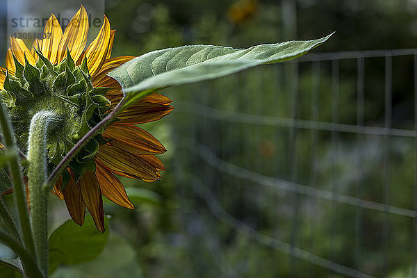 Nahaufnahme des Sonnenblumenanbaus im Garten