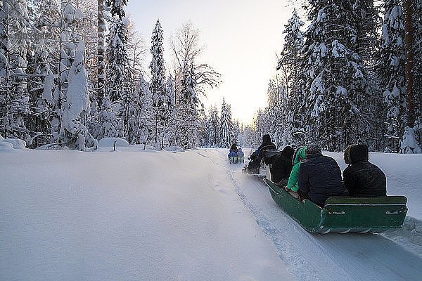 Rückansicht von Touristen  die auf einem schneebedeckten Feld vor Bäumen Schlitten fahren