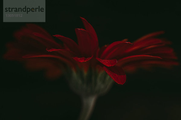 Nahaufnahme eines roten Gerbera-Gänseblümchens vor schwarzem Hintergrund