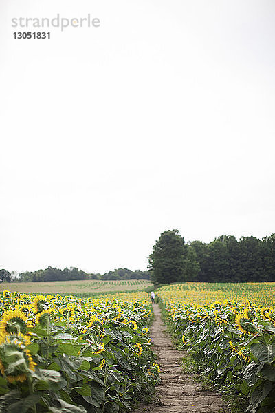 Pfad inmitten von Sonnenblumen  die auf dem Bauernhof gegen den klaren Himmel wachsen