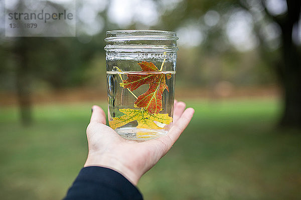 Geschnittene Hand eines Jungen  der Ahornblätter in einem mit Wasser gefüllten Glas im Hinterhof hält