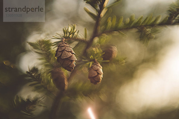 Nahaufnahme von am Baum wachsenden Kiefernzapfen