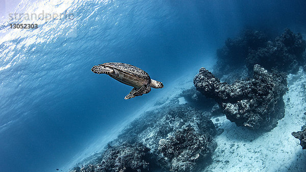 Echte Karettschildkröte  Cozumel  Quintana Roo  Mexiko