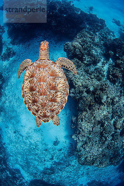 Grüne Meeresschildkröte  Cozumel  Quintana Roo  Mexiko