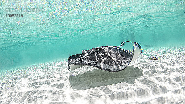 Südlicher Stachelrochen  Cozumel  Quintana Roo  Mexiko