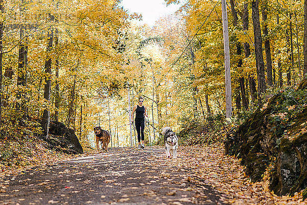 Frau joggt mit Hunden an der Leine im Wald