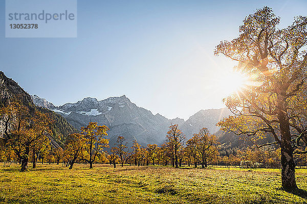 Landschaft mit uralten Ahornbäumen  Region Karwendel  Hinterriss  Tirol  Österreich