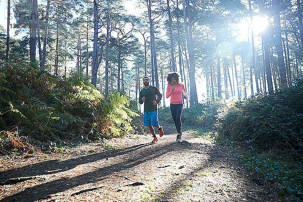 Läuferinnen und Läufer laufen im sonnenbeschienenen Wald
