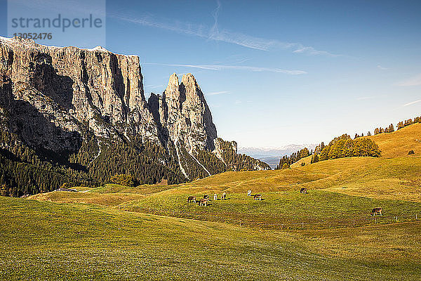 Kuhherde in der Ferne  Schlern-Rosengarten auf der Seiser Alm  Dolomiten  Seis  Trentino-Südtirol  Italien