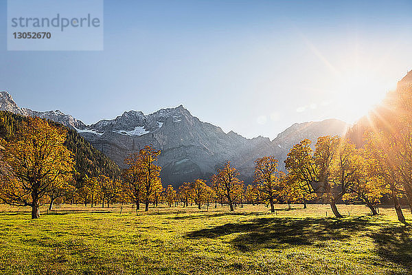 Landschaft mit uralten Ahornbäumen  Region Karwendel  Hinterriss  Tirol  Österreich