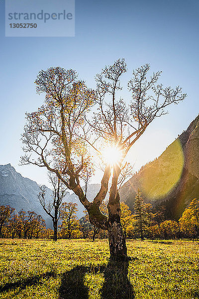 Sonnenlicht durch alte Ahornbäume  Region Karwendel  Hinterriss  Tirol  Österreich