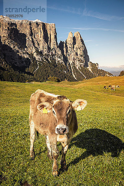 Einsame Kuh  Schlern-Rosengarten auf der Seiser Alm  Dolomiten  Seis  Trentino-Südtirol  Italien