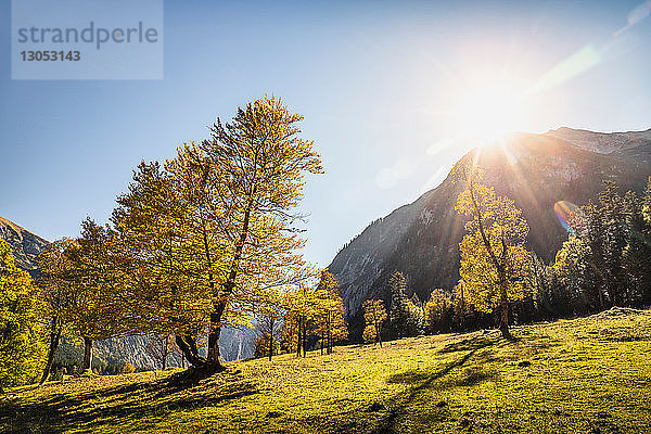 Sonnenlicht durch alte Ahornbäume  Region Karwendel  Hinterriss  Tirol  Österreich
