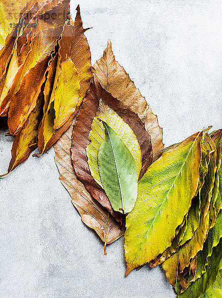 Gesammelte Blätter in Herbstfarben geordnet  Stilleben  Draufsicht