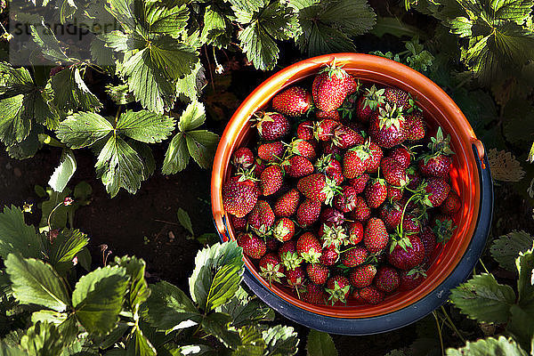 Draufsicht auf Erdbeeren im Eimer nach Pflanzen auf dem Feld
