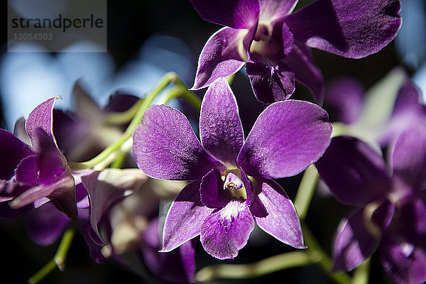Nahaufnahme von violetten Orchideenblüten an einem sonnigen Tag