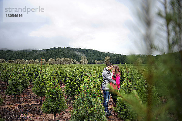 Paar umarmt sich  während es in einer Weihnachtsbaumfarm gegen den Himmel steht