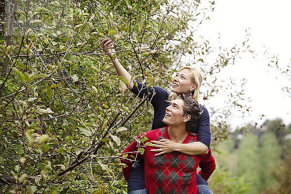 Frau pflückt Früchte vom Baum  während Mann Huckepack gibt