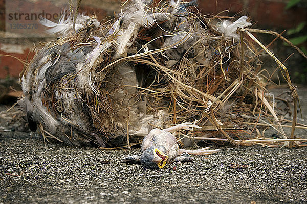 Nahaufnahme eines toten Vogels mit gefallenem Nest auf der Strasse
