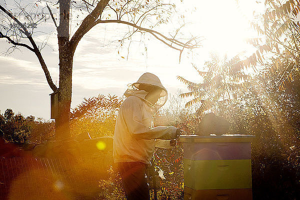 Seitenansicht eines am Bienenstock arbeitenden Menschen an einem sonnigen Tag