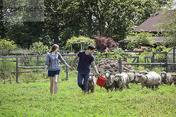 Ehepaar betrachtet Schafe beim Spaziergang auf dem Bauernhof