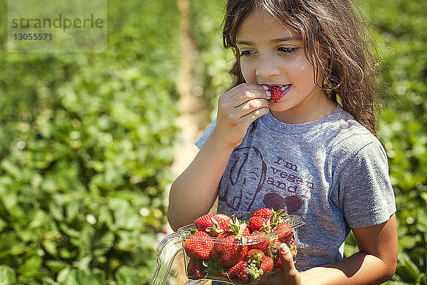 Nahaufnahme eines auf dem Feld stehenden Mädchens  das Erdbeeren isst