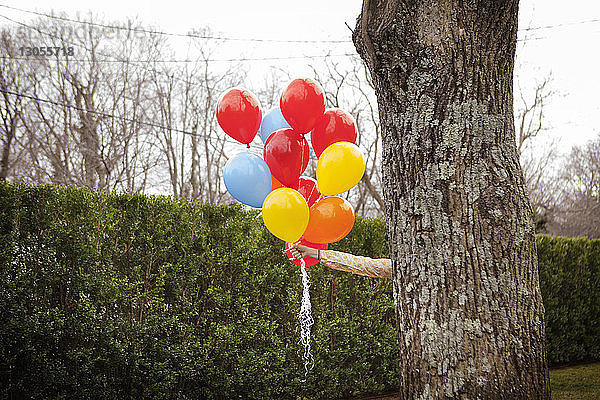 Frau hält Heliumballons in der Hand  während sie sich hinter einem Baum im Hinterhof versteckt