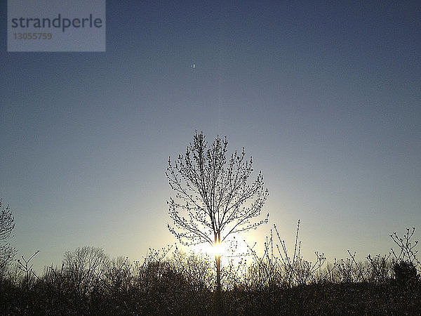 Kahler Baum auf dem Feld vor klarem blauen Himmel bei Sonnenuntergang