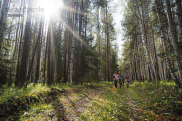 Freunde wandern an einem sonnigen Tag inmitten von Bäumen im Wald