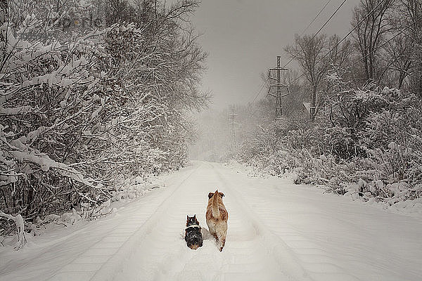 Rückansicht der Hunde auf dem Schneefeld