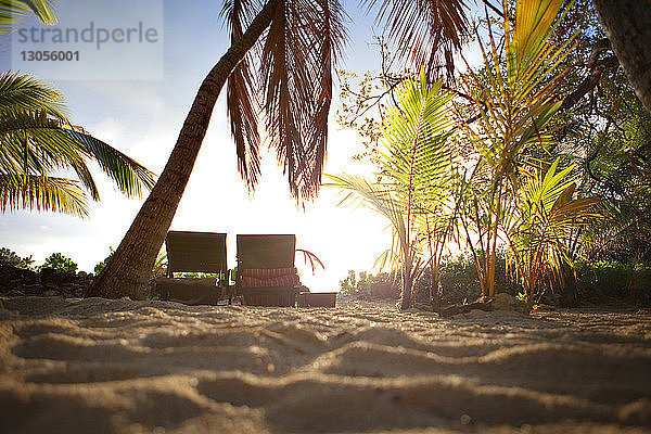 Liegestühle an Palmen am Strand gegen den Himmel