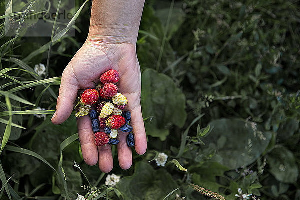 Ausgeschnittenes Bild einer Frau  die Beeren auf einem Biobetrieb hält