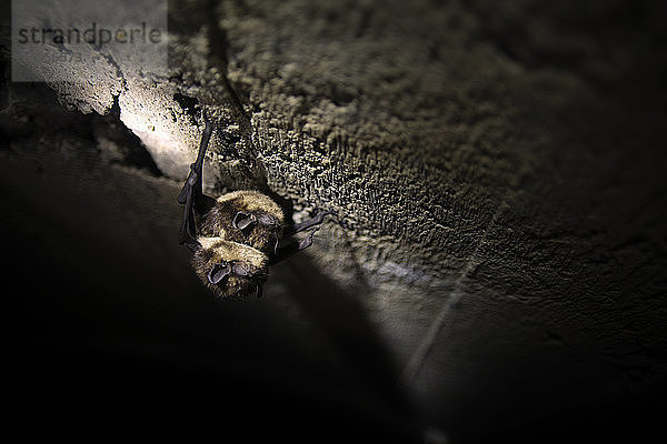 Paarung von Fledermäusen in einer Höhle
