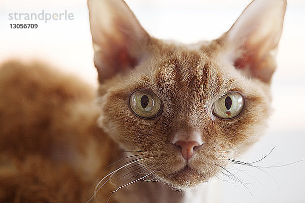 Nahaufnahme-Porträt einer Katze zu Hause