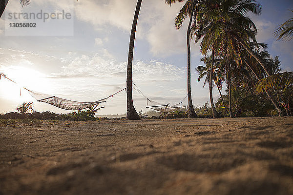 Niedrigwinkelansicht von Hängematten  die am Strand an Palmen gebunden sind  gegen den Himmel
