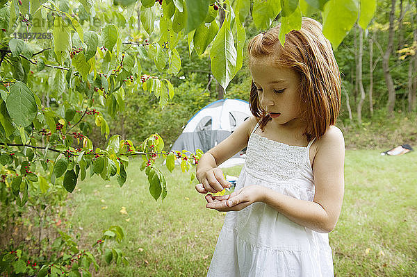 Süßes Mädchen pflückt Beeren im Wald